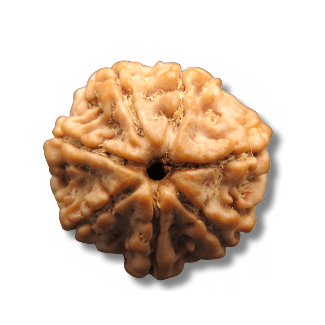 seven faced rudraksha, 7 mukhi rudraksha, seven mukhi rudraksha, Sapta Mukhi Rudraksha, Seven Faces Rudraksha